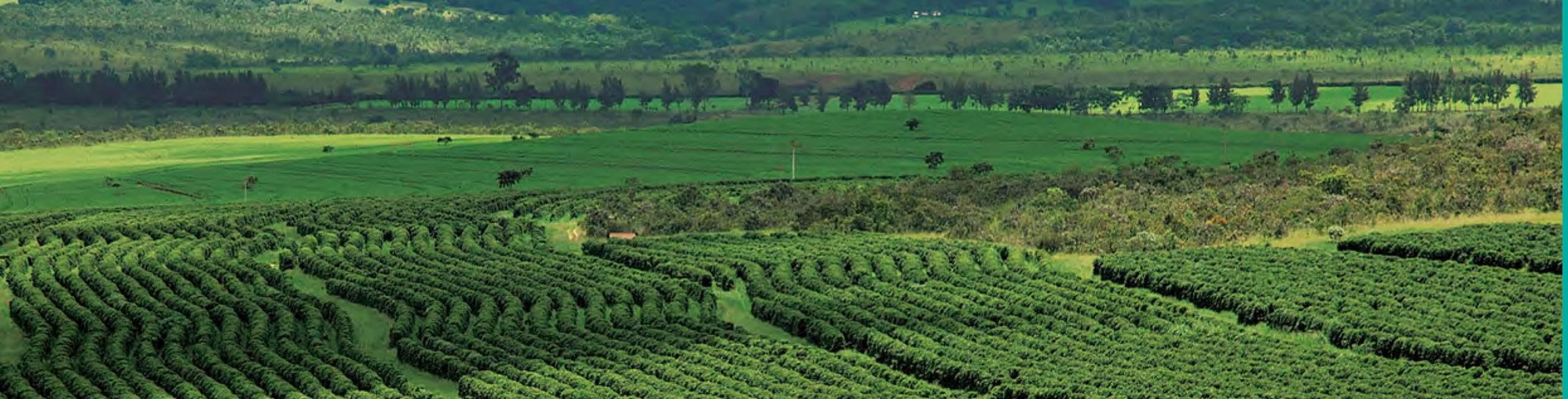Plantação de Café ao amanhecer